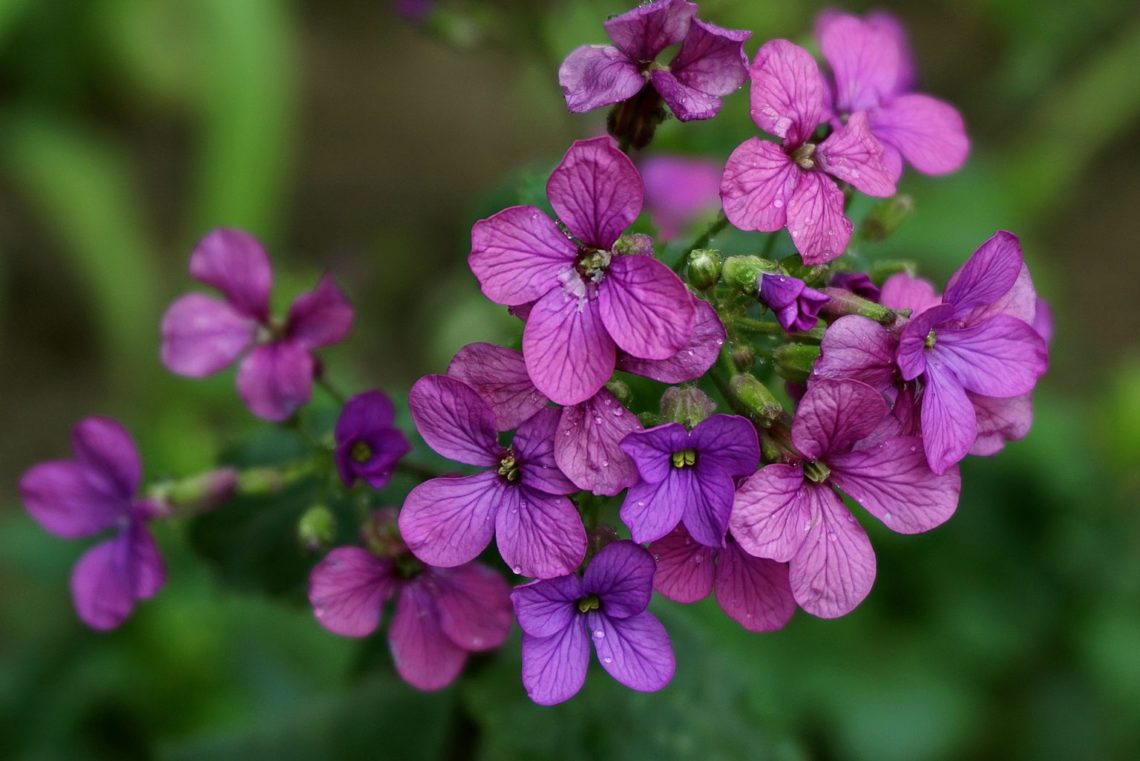 fleurs violettes symbolisant l'honnêteté et l'authenticité