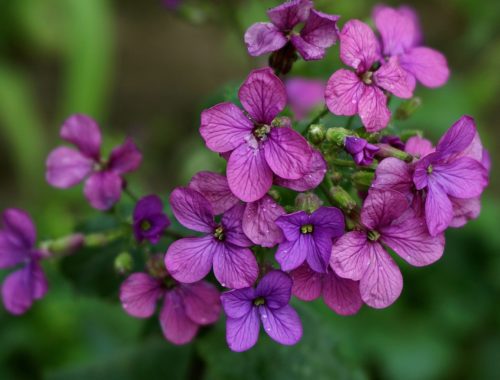 fleurs violettes symbolisant l'honnêteté et l'authenticité